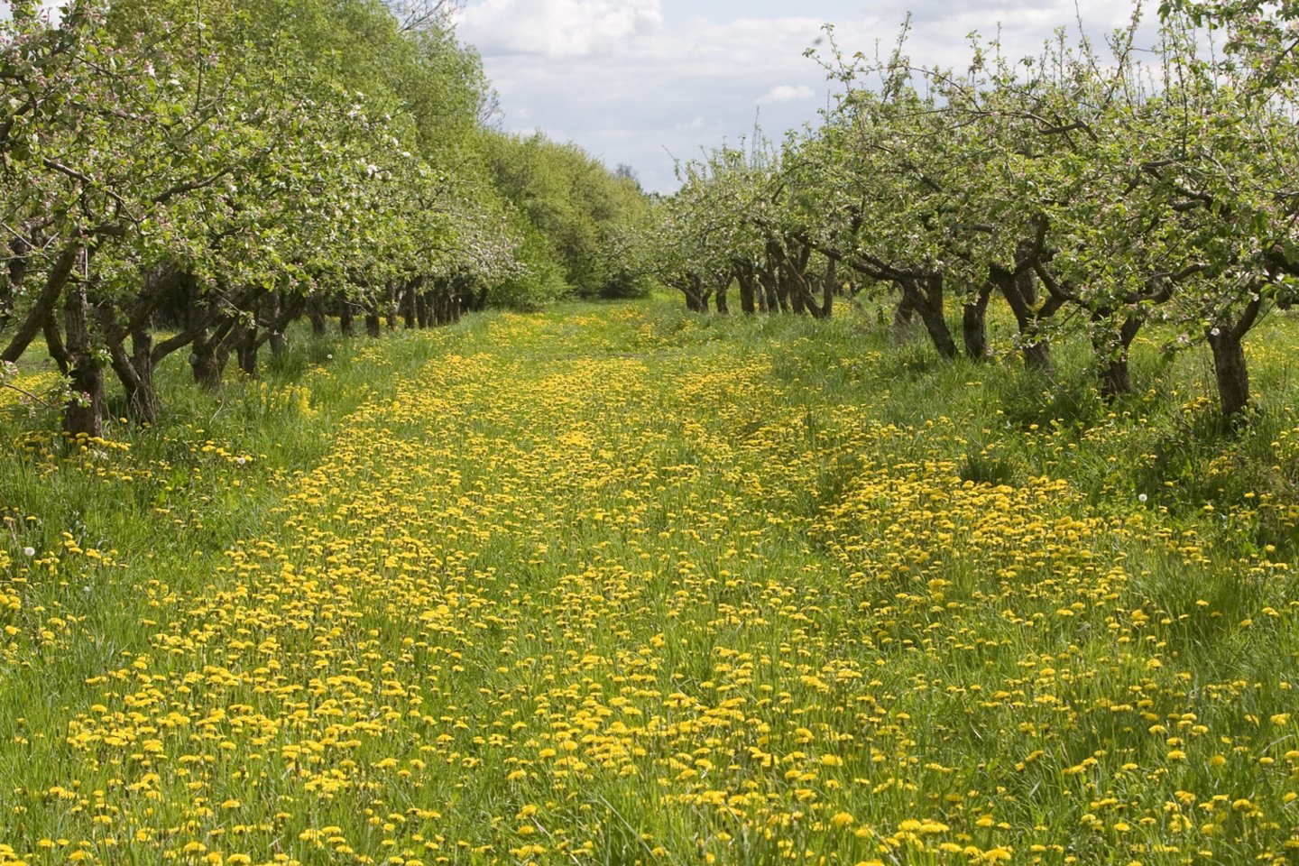 Lietuvai skaičiuojant naujus šalčio rekordus – sodininkai jau pradeda skaičiuoti nuostolius.<br>T.Stasevičiaus nuotr.