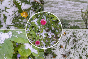 Po rekordiškai šaltos nakties pabiro snaigės: žmonės dalinasi vaizdais