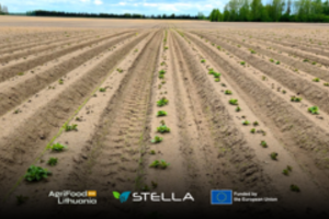 Šiltos lietuviškos vasaros patinka ir naujoms kenkėjų rūšims