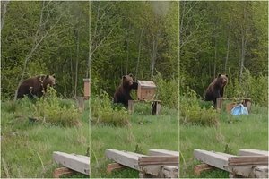 Ignalinos rajone vėl siautėjo meška – įsisuko į avilius: lepečkoję išgąsdino tik žmonių riksmas