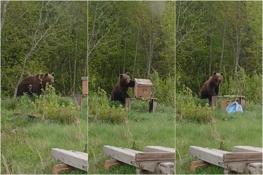 Ignalinos rajone vėl siautėjo meška – įsisuko į avilius: lepečkoję išgąsdino tik žmonių riksmas