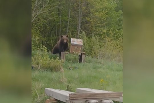 Ignalinos r. užfiksuota papokštauti nusprendusi meška: pamatykite, kokių nuostolių pridarė