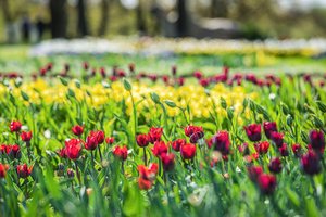 Ką byloja tulpės: nuo karališkos didybės iki paslėptos meilės