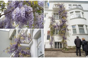 Pasakiškas reginys kauniečius priverčia sustoti: ko reikia, kad gražuolis vijoklis sužydėtų ir pas jus?