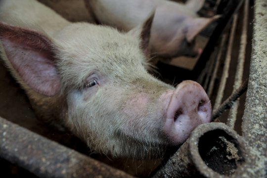 Iš kaimynės šalies – labai rimtas signalas: ūkyje pradėjo gaišinti gyvūnus, naikinti produktus