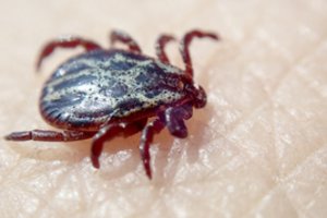 Erkinis encefalitas: šiemet jau fiksuota 10 atvejų, pernai nuo šios ligos mirė 11 žmonių