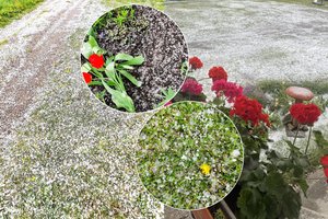 Dalį Lietuvos talžė kruša: „Jau nušalo viskas, tai dar pabaigs kapoti“