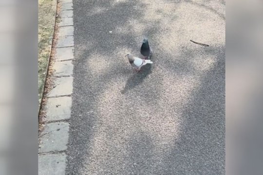 Sparnuotasis Romeo: nesitraukė nuo išrinktosios net per žingsnį