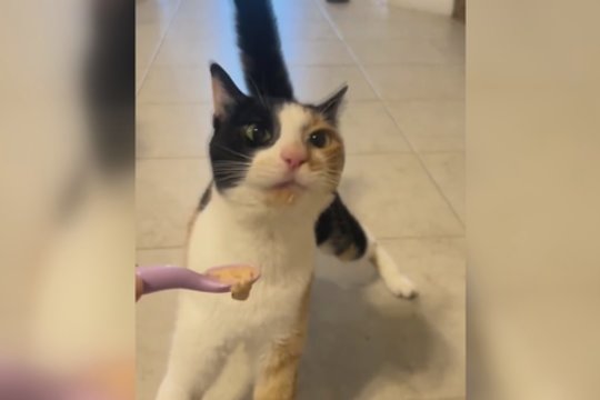 Keturkojis pademonstravo neregėtą greitį: maisto neliko akimirksniu