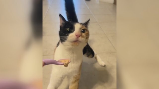 Keturkojis pademonstravo neregėtą greitį: maisto neliko akimirksniu