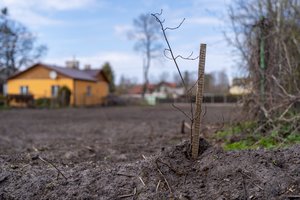 Valstybinius žemės sklypus pardavinės be aukciono: kas ir kiek galėtų įsigyti
