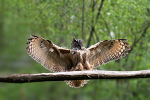 Ne vieną mėnesį trukusio darbo vaisius: nykstantys apuokai grįžta į gamtą