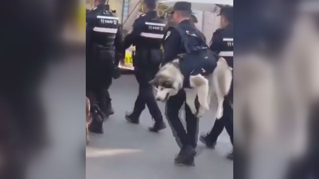 Užfiksavo šmaikščią situaciją: tarnybinį šunį policininkas nešė lyg kuprinę