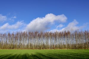 Nepastovūs orai – iššūkis ir pasėliams, ir ūkininkams: verčia ieškoti nestandartinių sprendimų