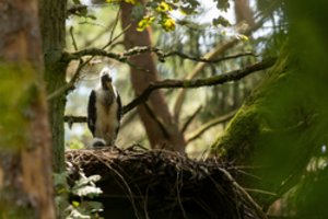 Mokslininkė įspėja apie nykstančias nepastebimas rūšis: tai sukelia domino efektą