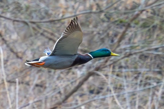 Šveicarijos greičio matuoklis užfiksavo antį, lėkusią 52 kilometrų per valandą greičiu