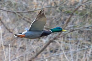 Šveicarijos greičio matuoklis užfiksavo antį, lėkusią 52 kilometrų per valandą greičiu