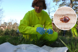 Lietuvius puola ne tik erkės: įspėja – už jas pavojingesni kiti kraujasiurbiai