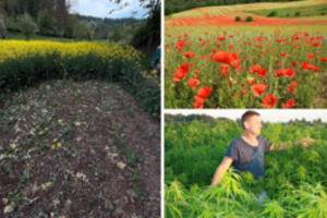 Ūkininkai prabilo apie naują madą jų laukuose: įspėja, kada tai gali baigtis blogai