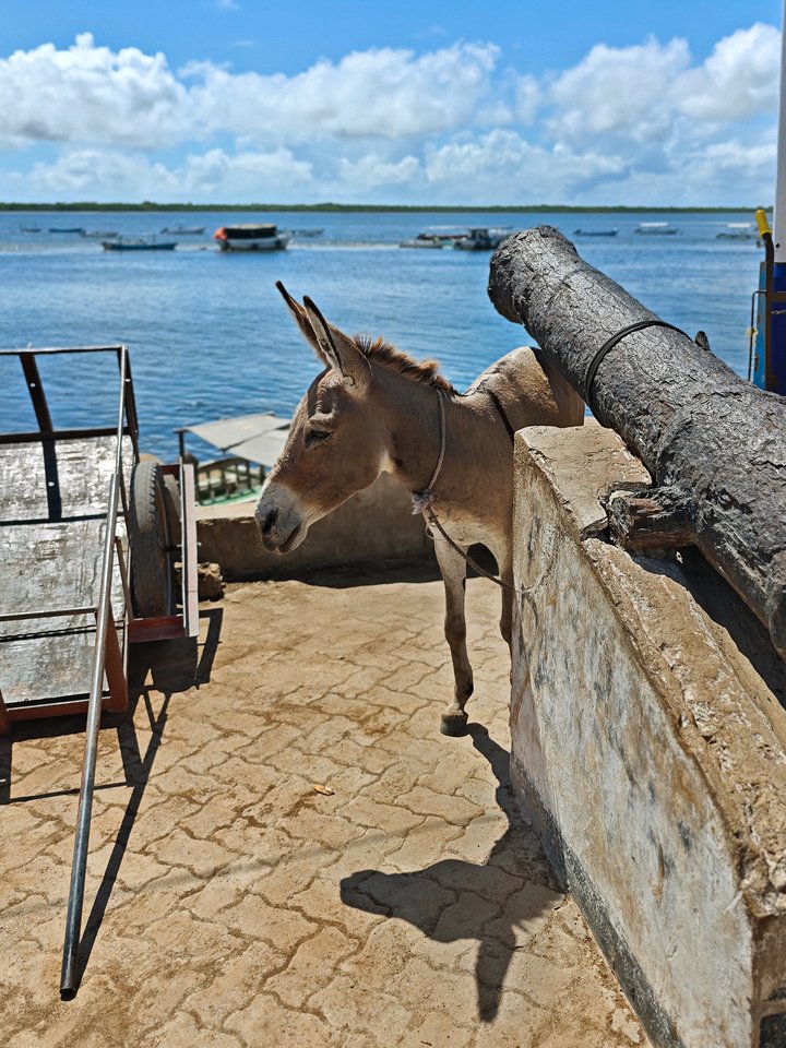 Nuotraukos darytos su Xiaomi 15 Ultra telefonu.<br>V.Vaišvilaitės nuotr.