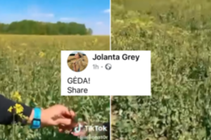 Pasėlius išjuokusiems įmonės darbuotojams – ūkininkų kirtis: ragina boikuotuoti produktus