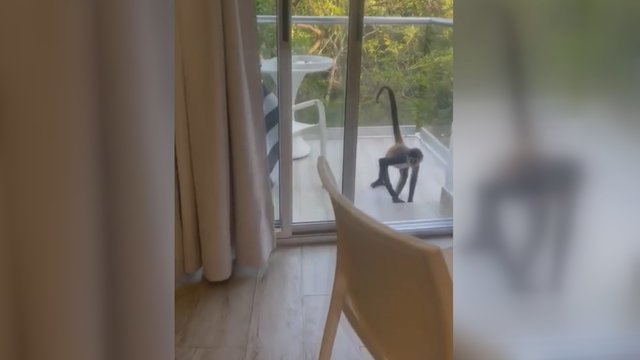 Tokio reginio nesitikėjo: pro balkoną įžengė nekviestas svečias