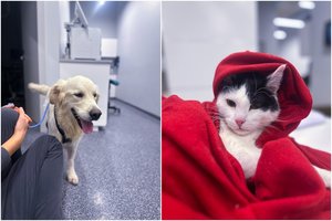 Apsauga nuo erkių metams – jau ir Lietuvoje: nauja injekcija keičia žaidimo taisykles