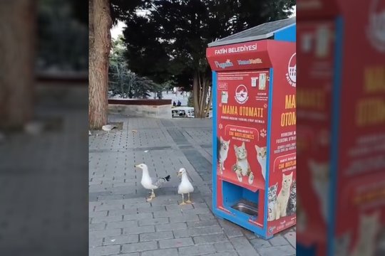 Nepamirštamas vaizdas: norėdami gauti maisto, šie paukščiai ėmėsi vienos gudrybės