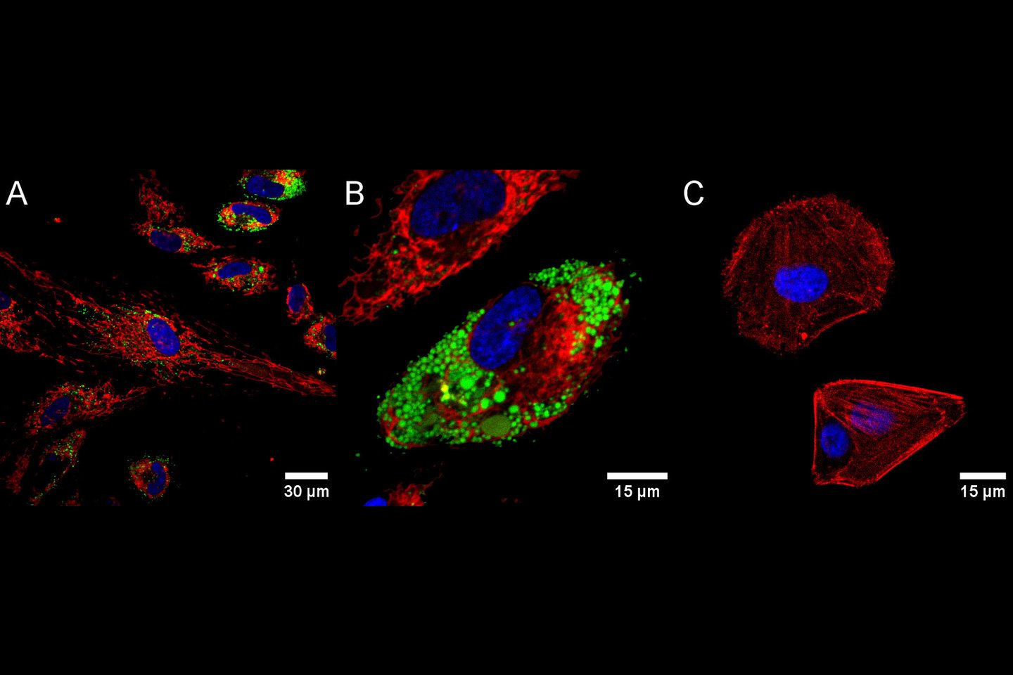 Ląstelių vaizdai.<br> VU GMC iliustr.