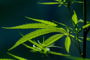 Du vilniečiai nuteisti dėl kvaišalų kontrabandos – iš Ispanijos atsigabeno kanapių