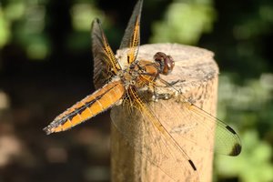 Šis gražuolis vabzdys sunaikina šimtus uodų per dieną – ir štai kaip jį prisivilioti