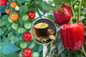 Pomidorai bus sultingi, o paprikos traškios: pasidalijo dar negirdėtu trąšų receptu