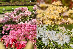 Šalta gegužė nesustabdė: VDU Botanikos sode skleidžiasi 600 ryškiaspalvių rododendrų