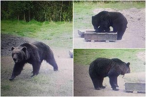 Kameros objektyve – dar viena rudoji: nepasikuklino ir pasivaišinti gardėsiais