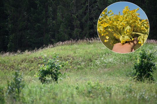 Šis augalas sveikatai labai naudingas, tačiau prašo jį rinkti atsakingai: jo augimvietės nyksta