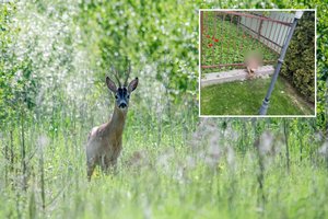 Ugniagesiams iš tvoros vėl teko gelbėti stirną: laiku padėti pavyksta ne visoms