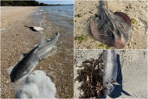 „Paplūdimius nuklojo lavonai“ – tokio intensyvaus dumblių žydėjimo Australijoje nepamena, masiškai krenta gyvūnai