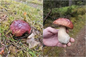 Neįtikėtina: Lietuvoje rado pirmąjį baravyką