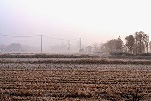 Ekspertai tvirtina: šalčiai neaplenkė nė vieno rajono, teks papildomai investuoti į pasėlių stiprinimą