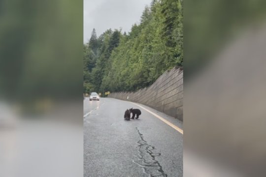 Kelias tapo žaidimų aikštele: meškutės sustabdė eismą