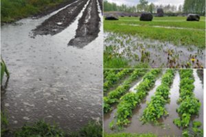 „Kas nenušalę, paskęs“: kol vienoje šalies pusėje – sausros, kitoje – patvinę daržai