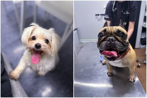 5 patarimai, ką daryti, jei jūsų šuo vemia: kada sunerimti ir kaip elgtis?