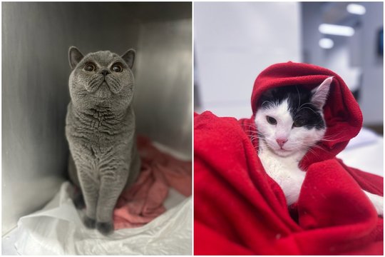 Ką daryti, jei jūsų katė vemia: 5 patarimai, kaip elgtis