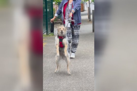 Pamatęs šeimininką parodė, kaip buvo jo pasiilgęs: veiksmas privers nusišypsoti