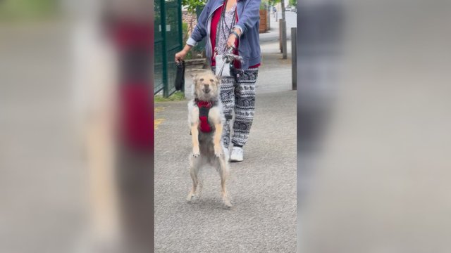 Pamatęs šeimininką parodė, kaip buvo jo pasiilgęs: veiksmas privers nusišypsoti