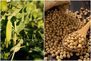 Vieni pirmųjų Lietuvoje: „Linas Agro“ supirks šalyje užaugintas sojų pupeles