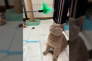 Skaudžiai likimo paženklintas katinėlis ieško ypatingo žmogaus: toks liks visą likusį gyvenimą