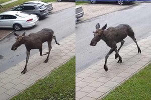 Po Vilnių klajojo briedis: jaunas žvėris lakstė prie pat daugiabučių
