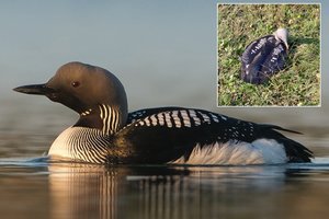 Užfiksavo Lietuvai itin retą, išskirtinio grožio sparnuotį: teko gelbėti iš bėdos