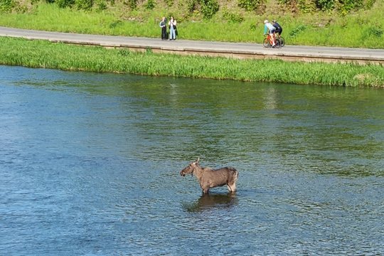 Vilniečiai užfiksavo neįtikėtiną vaizdą: Neryje – besimaudantis briedis
